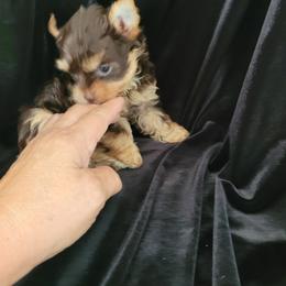 Gypsy - Chocolate and tan female Yorkshire Terrier puppy in Buda, Texas from BIOLA'S YORKIES