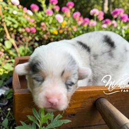 Mismark Merle - Blue merle and white female American Corgi puppy in Nashville, Arkansas from Whisenhunt Farms