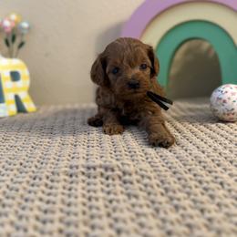 Black Boy - Red  male Goldendoodle puppy in Colorado Springs, Colorado from Simply Mini Goldendoodles