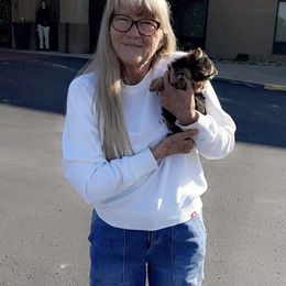 Yorkshire Terrier Puppies from The Royal Yorkie Den LLC