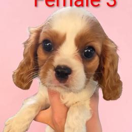 Female 3 - Blenheim female Cavalier King Charles Spaniel puppy in Unicoi, Tennessee from Unaka Mountain Corgis