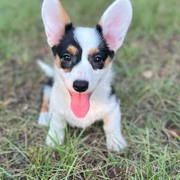Navy Mismark - Black and white female American Corgi puppy in Hope, Arkansas from Foxy Knoll Farm