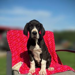 Hershey - Mantle female Great Dane puppy in Granby, Missouri from F5
