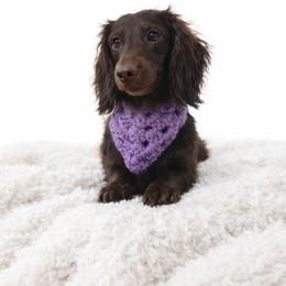 Miss. Violet - Dachshund