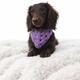 Miss. Violet