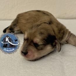 Cinnamon - Cream female Dachshund puppy in Clearlake Oaks, California from K’s Homestead