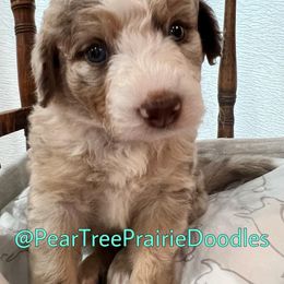 Aussiedoodle, Bernedoodle, and Poodle Puppies from Pear Tree Prairie Doodles