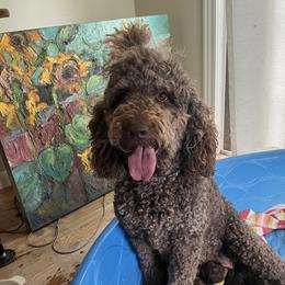 Magi - Goldendoodle