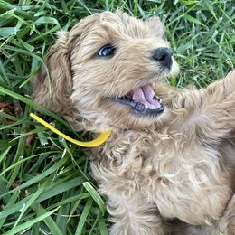 Goldendoodle Puppies from Virgin River Kennel