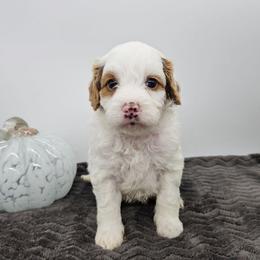 Chilli - Red female Bernedoodle puppy in Granton, Wisconsin from Rose River Farms