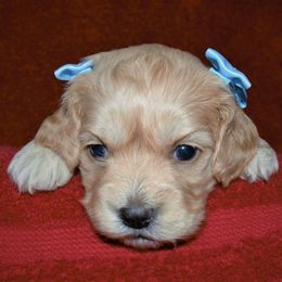 Cavapoo and Cockapoo Puppies from Clearview Canines