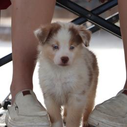 Nicole's RMF3 - Red merle female Miniature Australian Shepherd puppy in Goliad, Texas from Sassy Lil Aussies and Diamond W Poodles