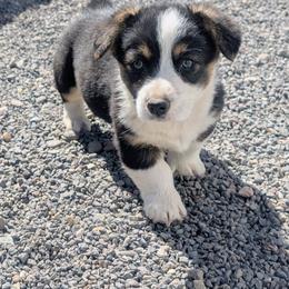 Spud - Black and tan male Pembroke Welsh Corgi puppy in Hotchkiss, Colorado from Bell S Ranch