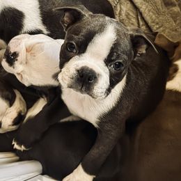Kodiak (AKC blue boy) - Black and white Boston Terrier puppy in Belleville, Illinois from Belleville Bostons
