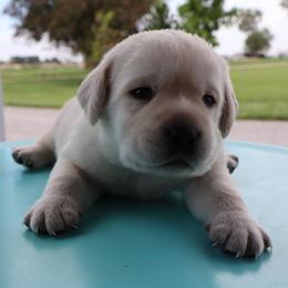 Dallas - Yellow male Labrador Retriever puppy in Camden, Indiana from Prebleridge Acres