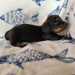 Dachshund Puppies from Lucky Dachshunds