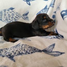 Dachshund Puppies from Lucky Dachshunds