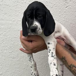 Scout aka Fisher - Black and white male German Shorthaired Pointer puppy in Port Charlotte, Florida from Lazy K GSP's
