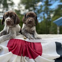 German Shorthaired Pointer Puppies from Cuilean farm and kennel