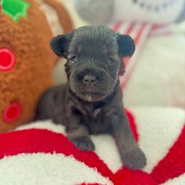 Girl 2 - Black female Miniature Schnauzer puppy in Independence, Missouri from Crown Schnauzers KC