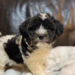 Latte - Black and white female Havanese puppy in Lancaster, South Carolina from 3 Bs Havanese-PUPPIES with  PURPOSE