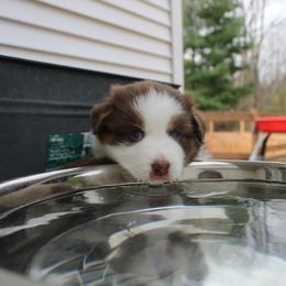Australian Shepherd Puppies from Starlit Grove Australian Shepherds