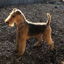 Hefnet - Airedale Terrier
