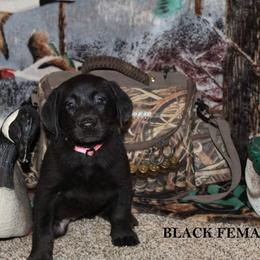 Labrador Retriever Puppies from Copper Creek Outfitters and Kennel