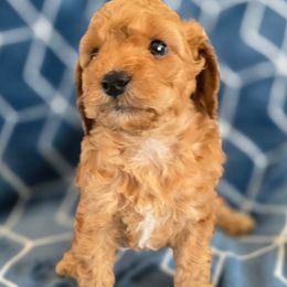 Saffron - Cafe au lait male Maltipoo puppy in Granada Hills, California from Sheryls Puppies