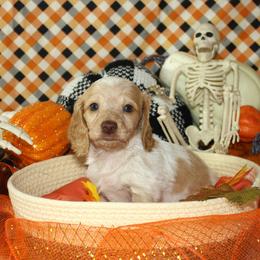 Krueger - Piebald male Dachshund puppy in Corbin, Kentucky from White River Valley Kennel