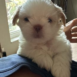 Shih Tzu Puppies from Prescious Shih Tzu’s