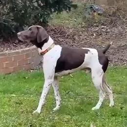Koda - German Shorthaired Pointer