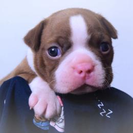 Baby Chronos - Seal and white male Boston Terrier puppy in Kingsport, Tennessee from Sleepwalker Bostons