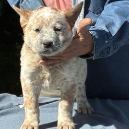 L64-01 - Red mottled male Australian Cattle Dog puppy in Sheridan, Oregon from 6pk Cattledogs