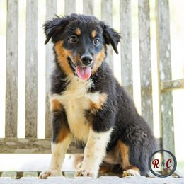 Girl 1 - Miniature Australian Shepherd puppy in Buna, Texas from R & C Kennels