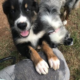 Australian Shepherd Puppies from Azzo Aussies