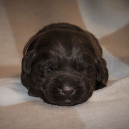 Cider - Chocolate male Labrador Retriever puppy in Camden, Indiana from Camden's Caring Canines