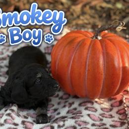 Dachshund Puppies from Dirksen Doxies