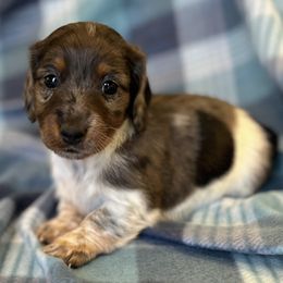 Dachshund puppies from ATR Dachshunds