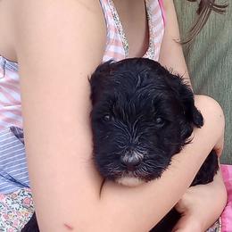 Sparkler - Black and white female Bernedoodle puppy in Woodland, Georgia from Bethel Doodle Ranch