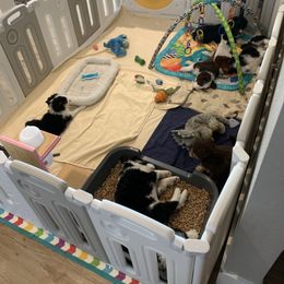 Aussiedoodle Puppies from North Idaho Miniature Aussiedoodles