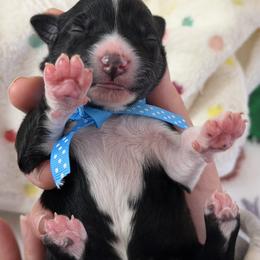Australian Shepherd Puppies from Colorful Dreamers Australian Shepherds