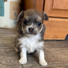 Hope - Blue and white female Chihuahua puppy in Menifee, California from Lane’s Little Long Coats