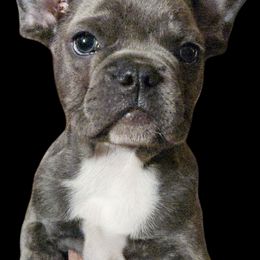Green collar 💚 - Blue French Bulldog puppy in Monterey, Louisiana from McaysKennels