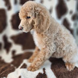 Ginger - Apricot female Poodle puppy in Mcbain, Michigan from Northern Creek