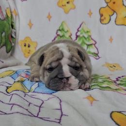 Valentine - Lilac tri-color female Bulldog puppy in Franklin Grove, Illinois from Illinois Bullies Kennel