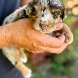 Red Merle One, Female Four - Red merle female Aussiedoodle puppy in Parma, Idaho from Arena Valley Acres