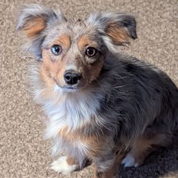 Ziggi - Toy Australian Shepherd