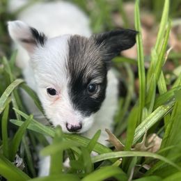 Cavalier King Charles Spaniel and Papillon Puppies from Rohus Puppies