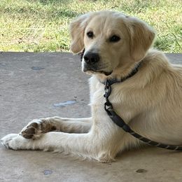 Rover - Light golden male Golden Retriever puppy in Georgia from Clems Goldens